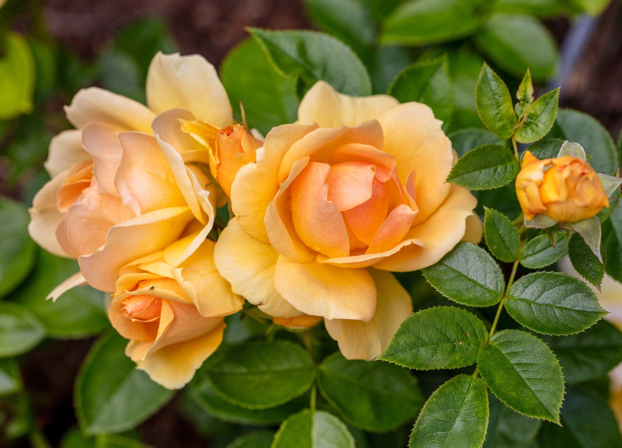 Rose 'Hansestadt Rostock®'